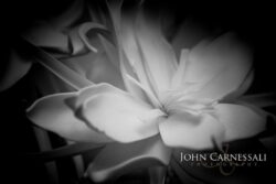 photographers syracuse ny, syracuse photographers, syracuse photographer, wedding photographer Syracuse, wedding photographers Syracuse, Syracuse wedding photographer, Syracuse wedding photographers