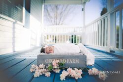 baby girl in orchard farm basket