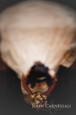Bride photographed from above beneath her veil